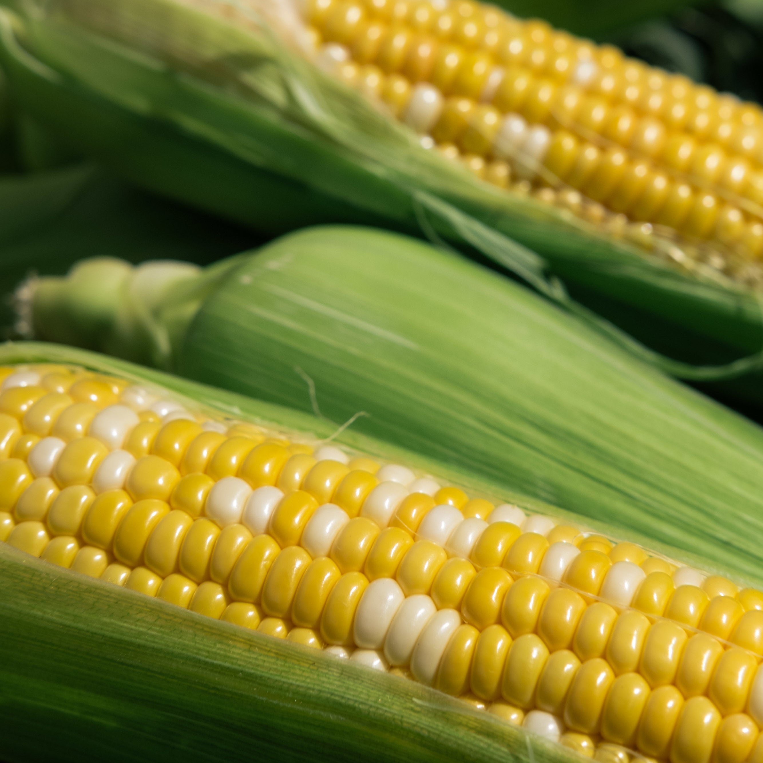 Close-up of yellow corn on the cob with green leaves.